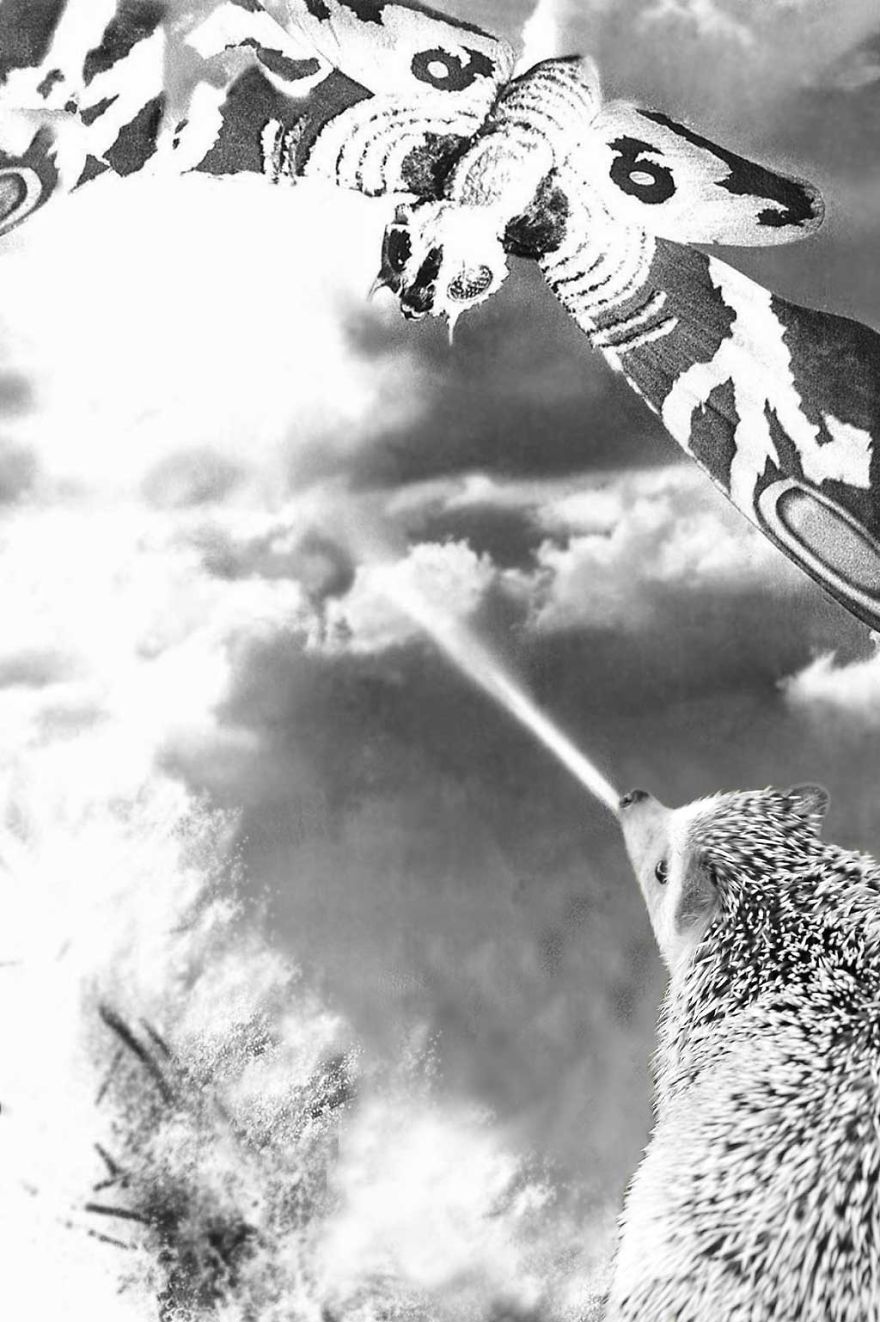 My Pet Hedgehog Has A Secret Life: Hedgezilla!