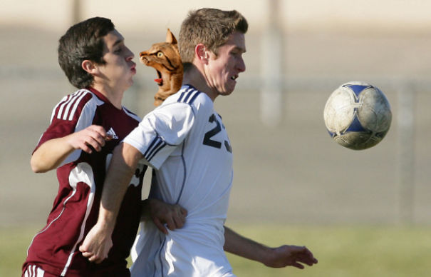 Got Meow By Surprise