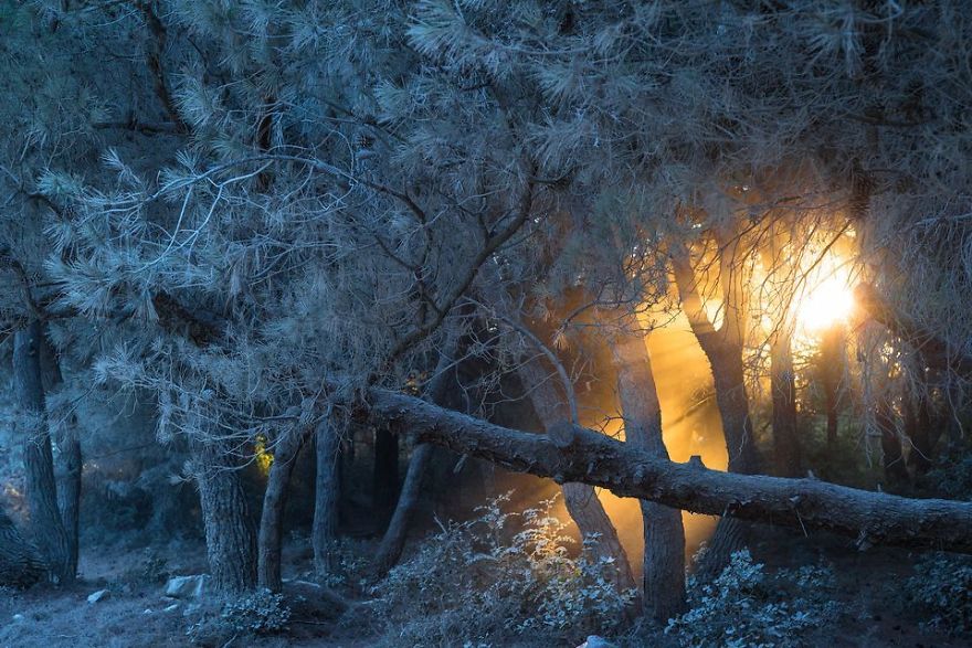 Fire In The White Forest