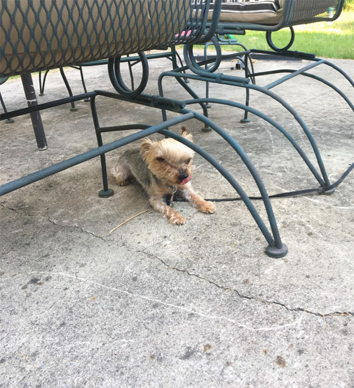 This Panorama With My Dog In It Came Out... Interesting