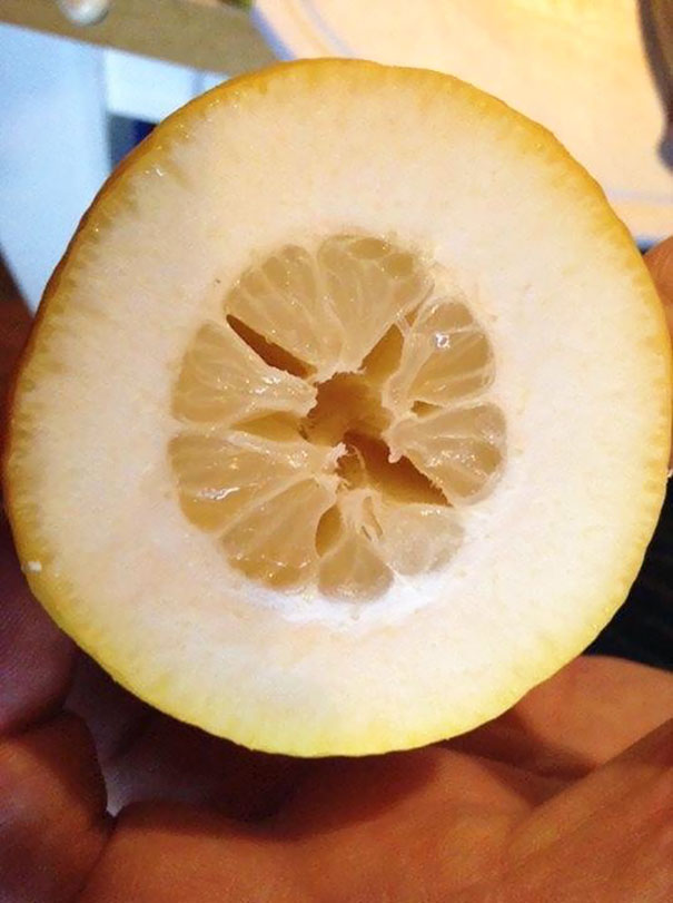 I Think I Just Lost At The Lemon Lottery