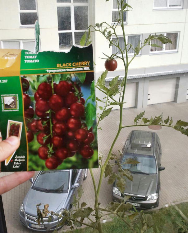 Waiting For The Rest Of Tomatoes To Show Up