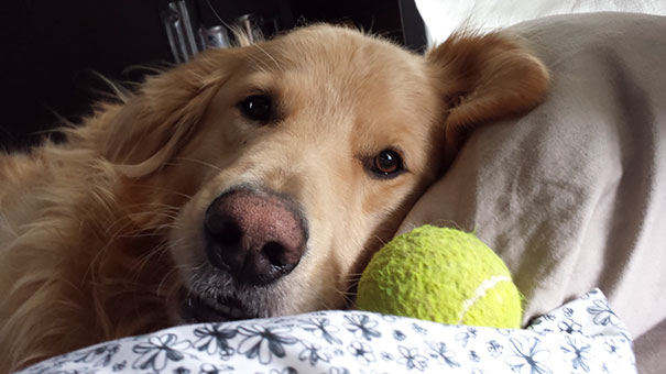 Thought My Husband Was Still In Bed When I Woke Up. Nope, Just This Majestic Thing