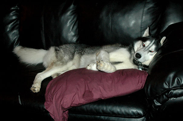 I Woke Up With No Pillows On My Bed. Couldn't Figure Out Where They Had Gone Until I Found This Asshat Making Himself Comfortable On The Sofa
