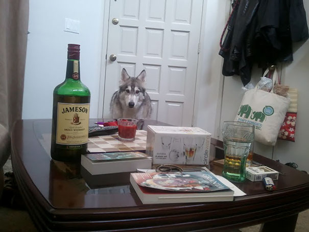 Had A Shit Day, Partied A Bit Hard And Crashed At A Friend's. Woke Up To What I Thought Was A Hallucination. Just, You Know, Their Pet Wolf