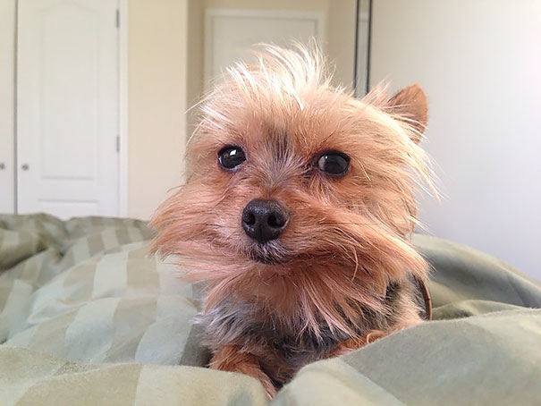 Woke Up To This When Watching Friends Dog For The Night