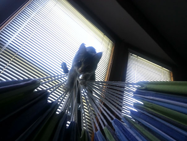 I Sleep In A Hammock, And Let My Cat Into My Bedroom For The First Time. This Is What I Woke Up To Above My Head