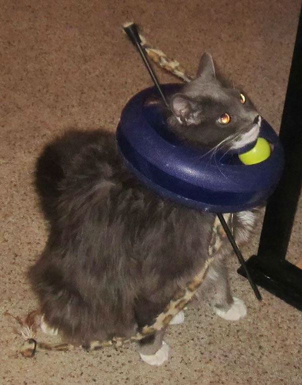 I Woke Up To A Ruckus Downstairs. I'm Not Sure What I Was Expecting To See, But It Wasn't This