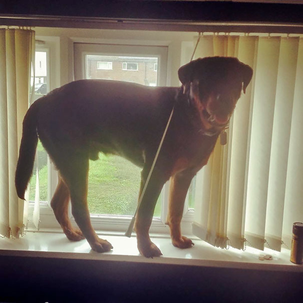 Woke Up To This Rottie Thinking He's A Cat