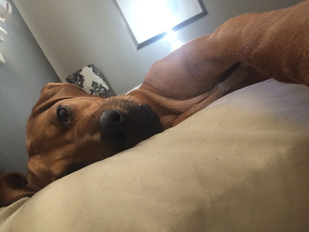 Every Morning He Gently Pushes Me With His Paw Until I Wake Up