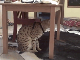 Cat Decided To Wake Up The Kids