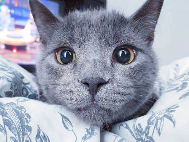 I Wake Up This Face Almost Every Morning. This Is His Wake Up And Feed Me Face