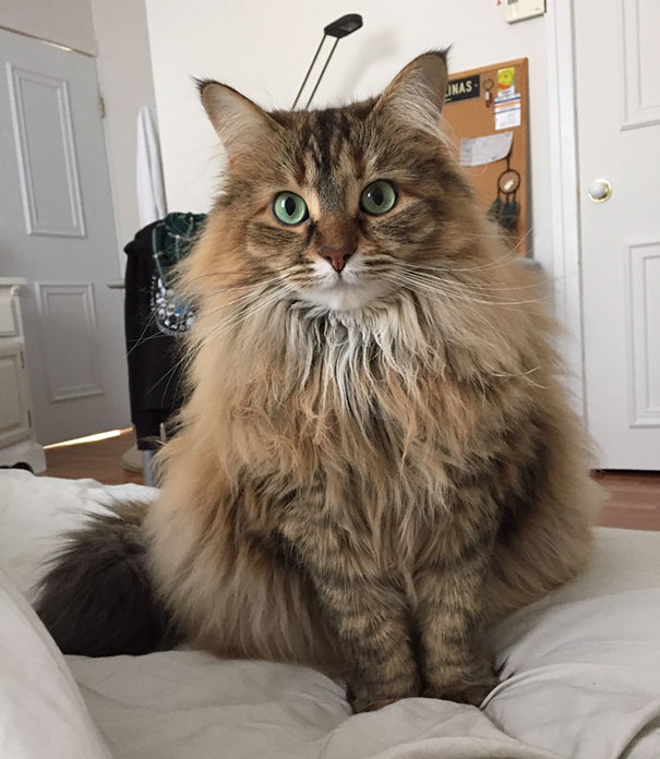 Owl's "Wake Up, Breakfast Please" Face Every Single Morning