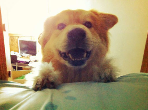Sometimes My Dog Climbs Up The Ladder To My Bunk To Wake Me Up So He Can Go Outside