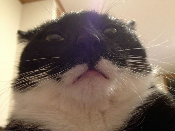 The View I Wake Up To Every Morning Now That The Girlfriend's Cat Has Moved In