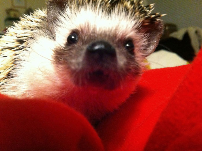 You All Wake Up To Your Cute Cats And Dogs? This Monster Has Figured Out How To Climb Out Of His Cage And Into My Bed. Every Night