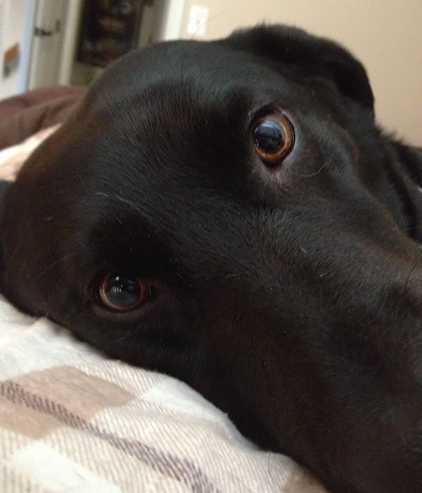 Dogsitting This Week, This Is What I Wake Up To Everyday