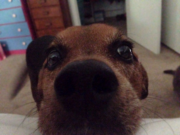 Excuse Me Sir, I Need To Poop. Please Wake Up