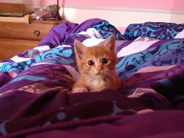 Now, Armed With His New Name, Bo-Bo Has Taken To Climbing Bed Comforters And Waiting Patiently For Everyone To Wake Up