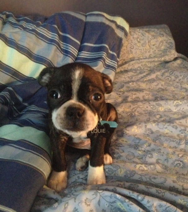 This Is The "Good Morning" Face That We Get To Wake Up To