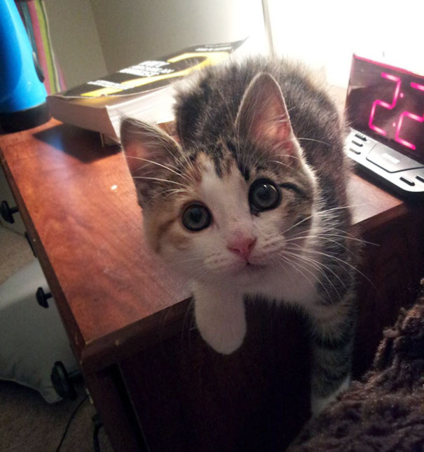 I Wake Up At 2 Am And Turn On The Light Just To See This. Oh Hai! Whatcha Dooin, Sleepin?