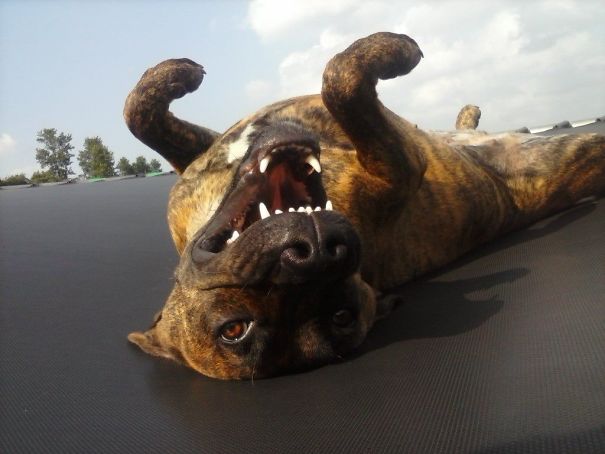 Fell Asleep On The Trampoline And This Is What I Wake Up To