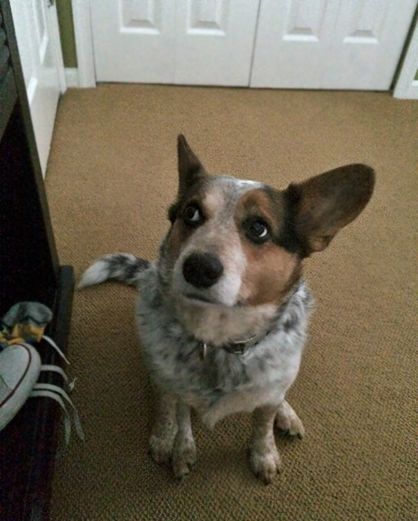 Wake Up To Zoey Just Staring. Waiting. Wanting Walkies