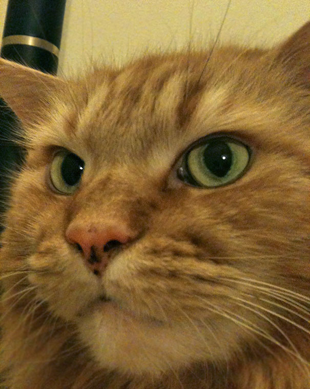 This Is What I Wake Up To When He Can See The Bottom Of The Food Bowl. He Became This Big Ass Fucker