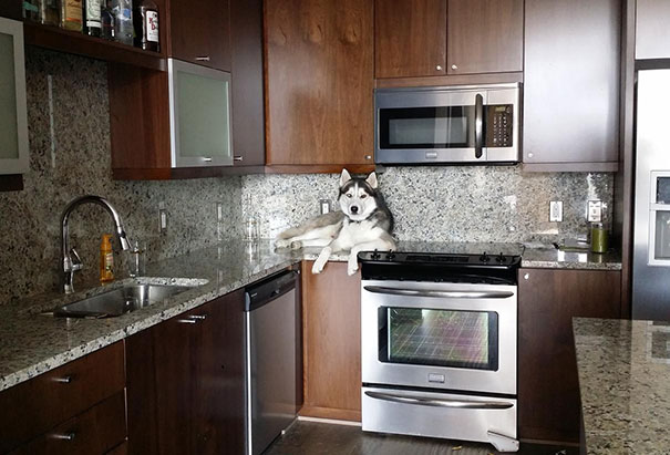 I Woke Up To My Cat Acting Normal. Nothing To See Here