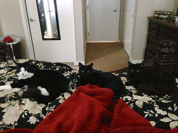 I Usually Wake Up Around 9 Am To Feed My Cats. Woke Up At 10 One Day