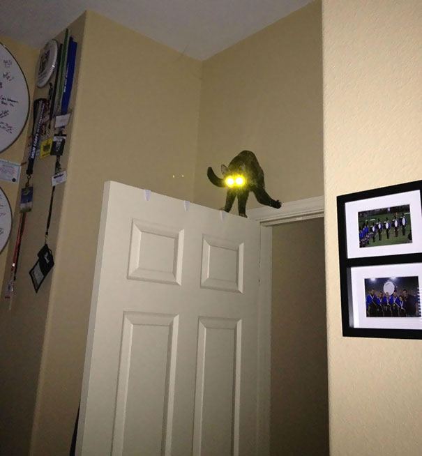 Woke Up To My Cat Going Nuts