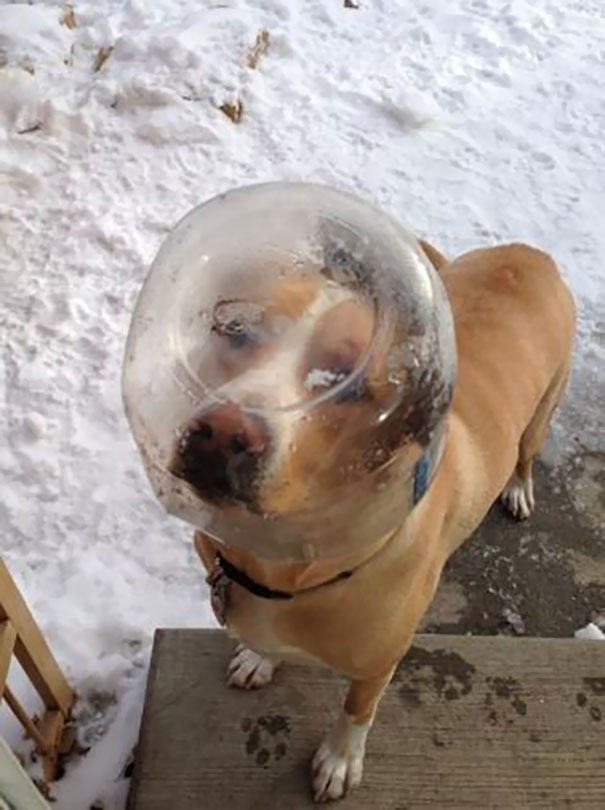 Woke Up To Somebody Knocking On My Door. It Was Dog