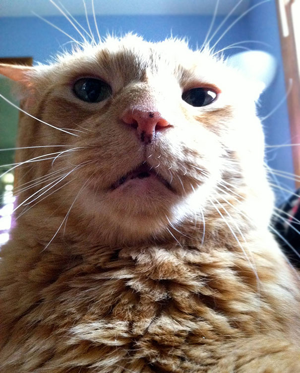 Woke Up To My Cat Looking At Me With This Face. I'm Scared This Is My Last Night