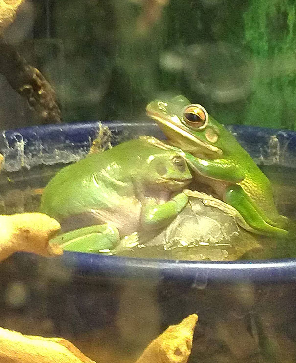 Woke Up To My Frog Being Blessed