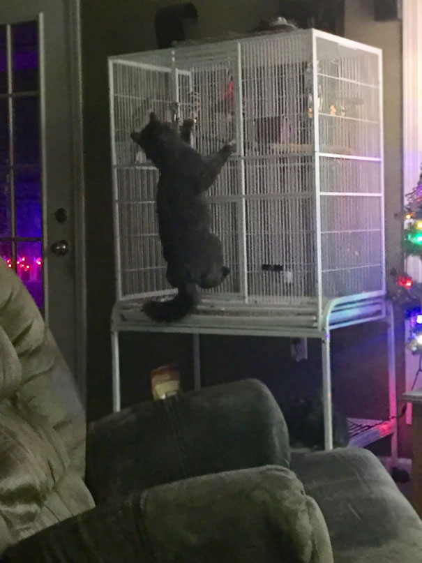 Was Woke Up By My Parrot Saying "Help Me Help Me" Which Is What He's Says When He Gets His Foot Tangled In His Toy, Wasn't Expecting This