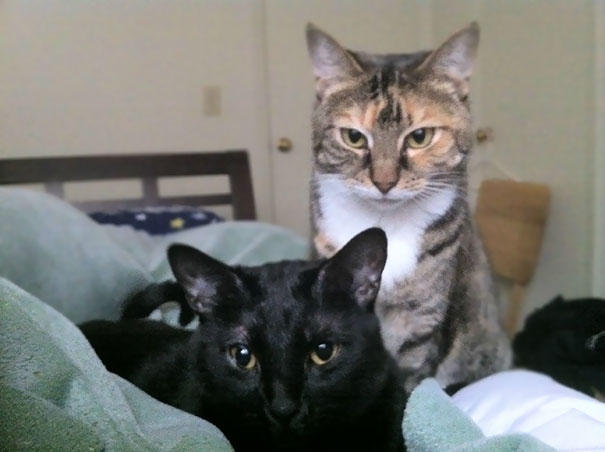 What I See First Thing Every Morning. They Seem To Think It's Time For Noms