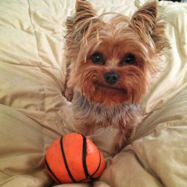 This Is What I Wake Up To Every Morning. Meet Jack