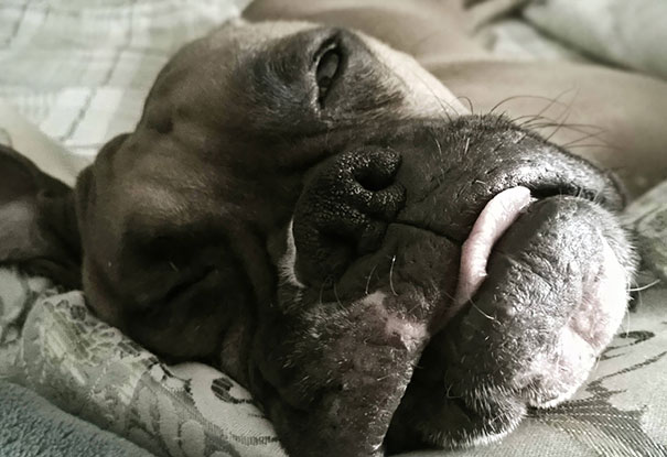 She Hogs The Sheets, Snores In My Ear, Farts, And Kicks Me All Night. But It's Worth It To Wake Up To This Face