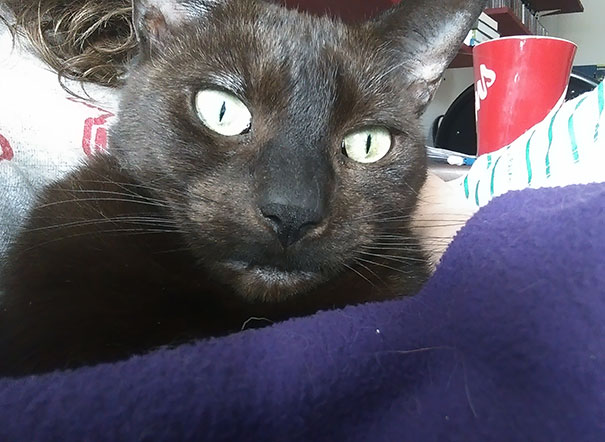 When You Wake Up To Your Cat Needing More Coffee