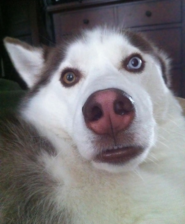 I Wake Up To This Derpface Every Morning