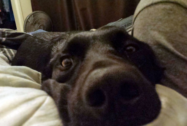 Called Into Work Today. Woke Up From Nap To See My Dog Psyched I Was Still Home