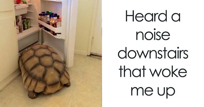 50 Of The Funniest I Woke Up To This” Moments That Have Ever Happened To Pet Owners”