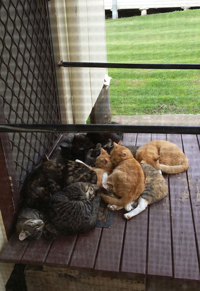 Cats sleeping in a cozy cluster on a porch, creating a funny "I woke up to this" moment.