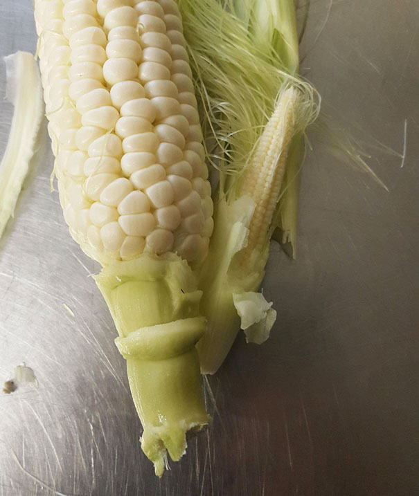 This Little Guy Was Growing On This Same Ear Of Corn