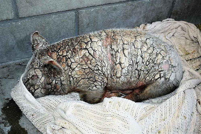 Dying Piglet Abandoned At Shelter Goes Through Miraculous Transformation Dying Piglet Abandoned At Shelter Goes Through Miraculous Transformation