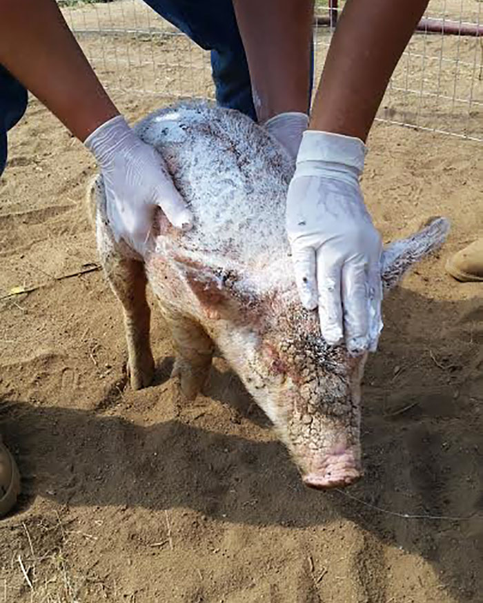 Dying Piglet Abandoned At Shelter Goes Through Miraculous Transformation Dying Piglet Abandoned At Shelter Goes Through Miraculous Transformation