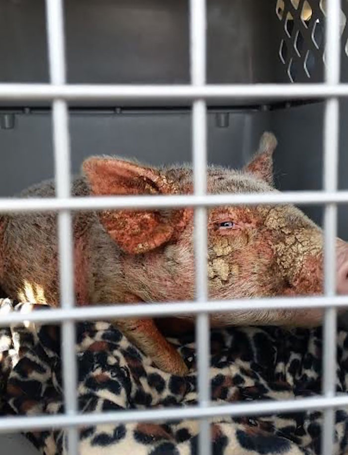 Dying Piglet Abandoned At Shelter Goes Through Miraculous Transformation Dying Piglet Abandoned At Shelter Goes Through Miraculous Transformation