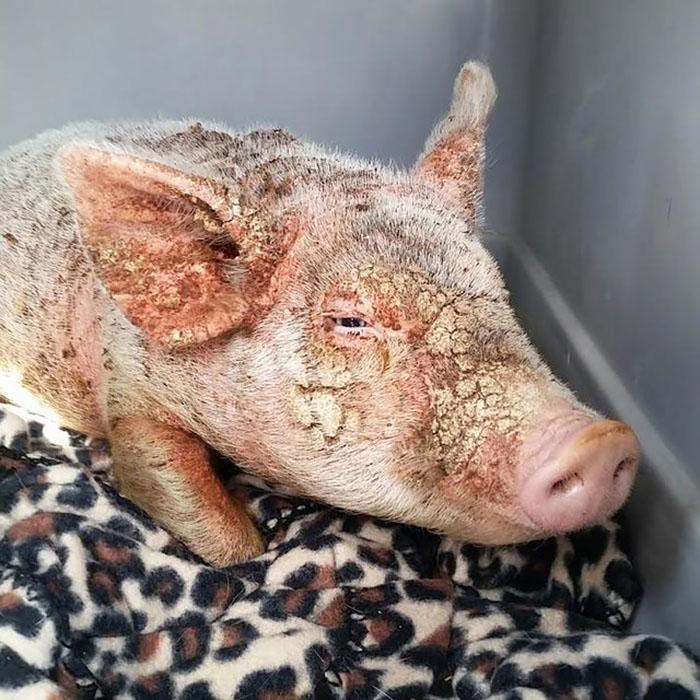 Dying Piglet Abandoned At Shelter Goes Through Miraculous Transformation Dying Piglet Abandoned At Shelter Goes Through Miraculous Transformation