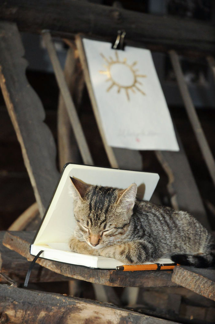 A Little Cat Sleeping In My Sketchbook