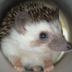 P. Pricklepants